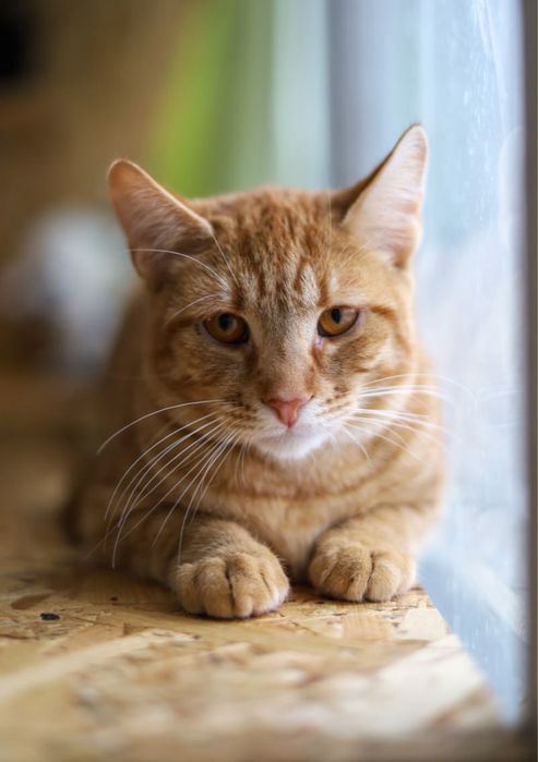 Омлет , 1 год, котик, кот, рыжий