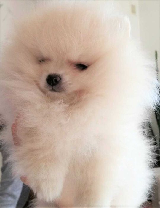 Przepiękne szczenięta pomeranian – szpic miniaturowy MINI MISIE