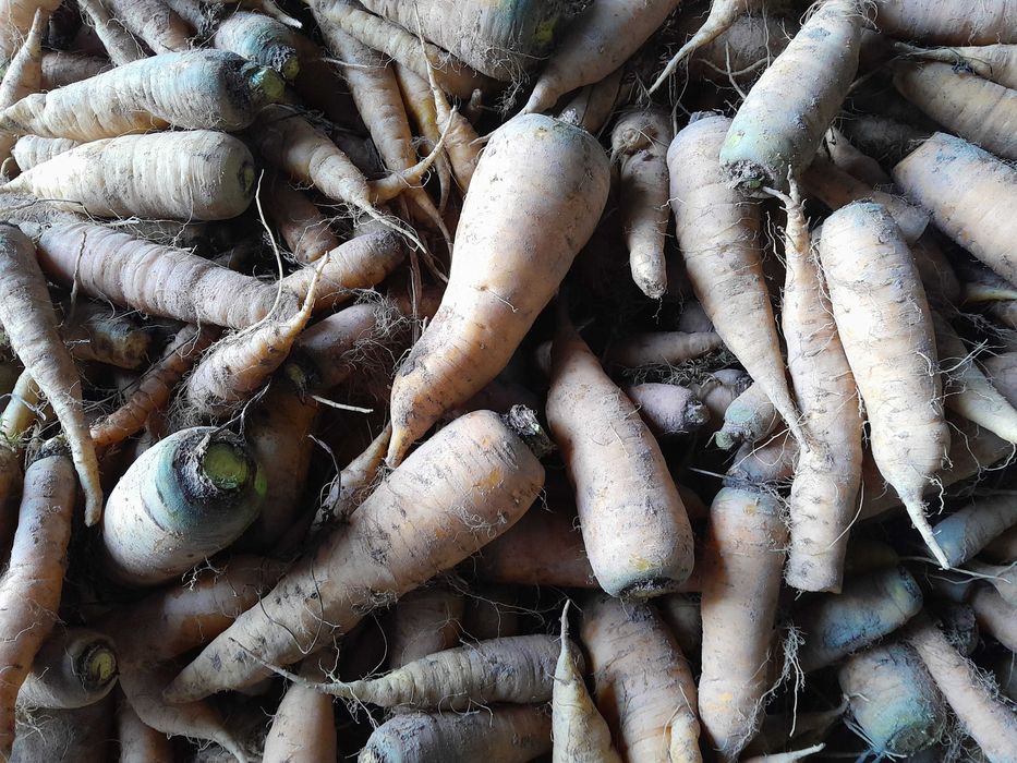 Sprzedam marchew pastewną żółtą Lobo.