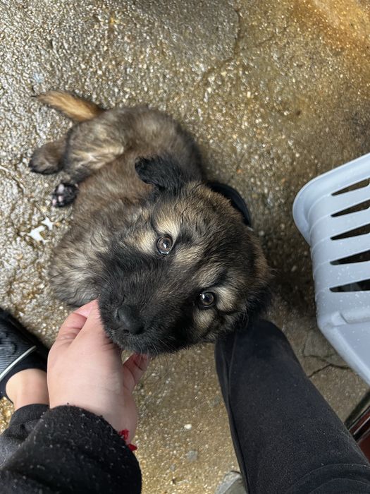 Cass adoção responsavel