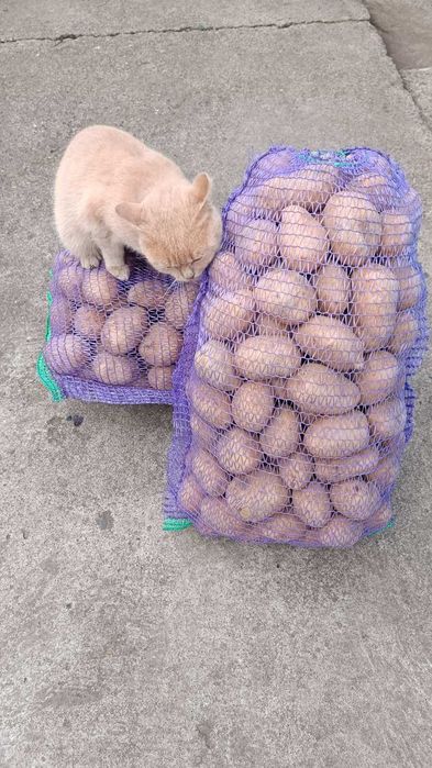 Велика картопля .