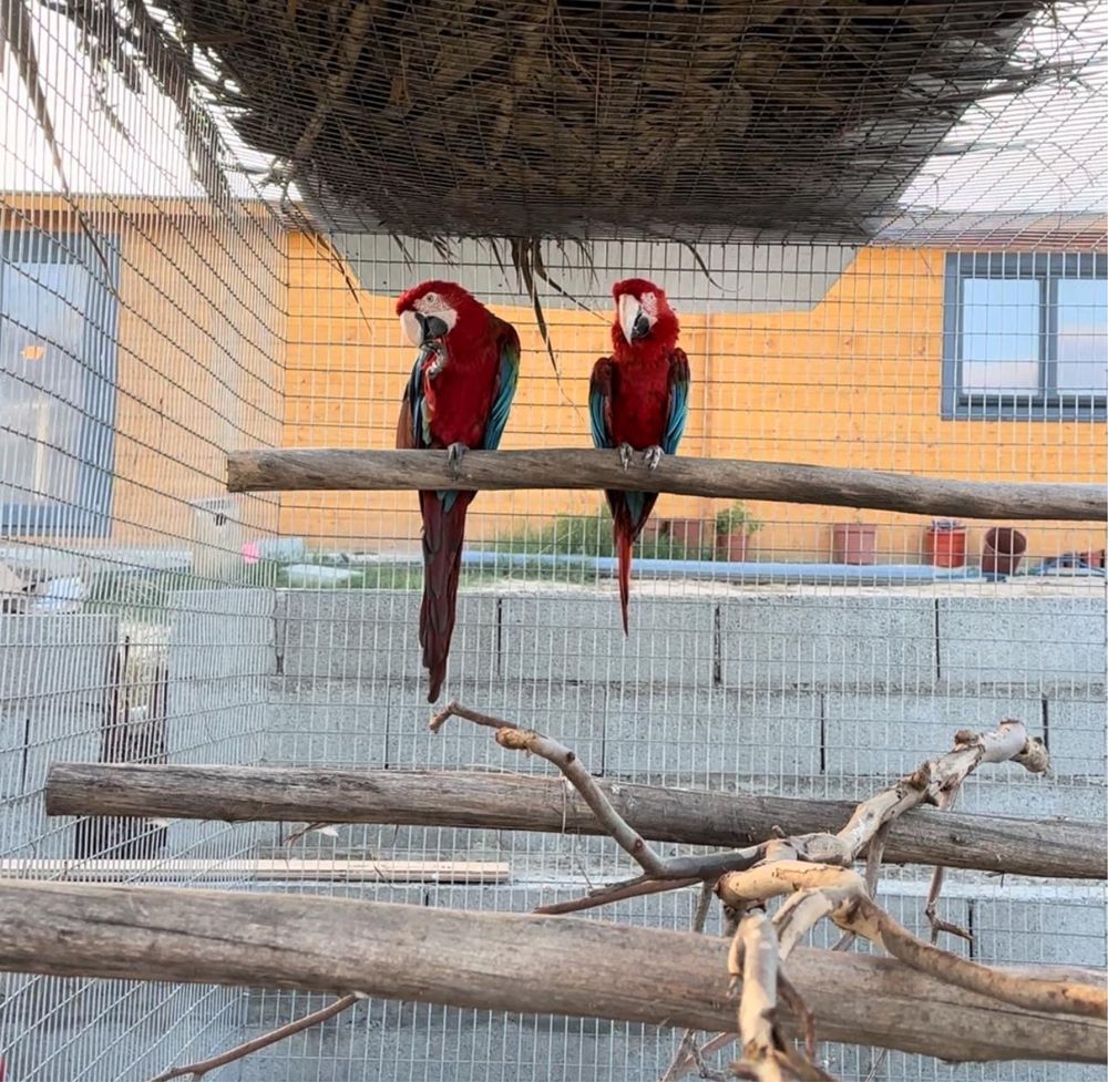 Vendo casal de arara chloroptera