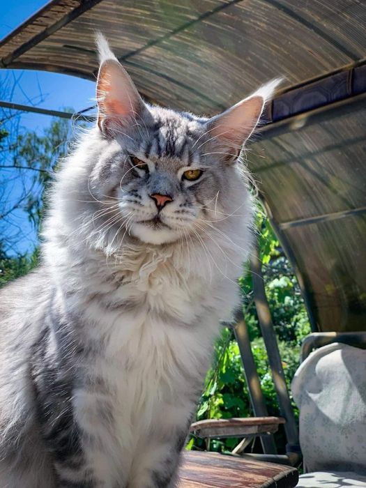 Чистокровные Котята Мейн-Кун