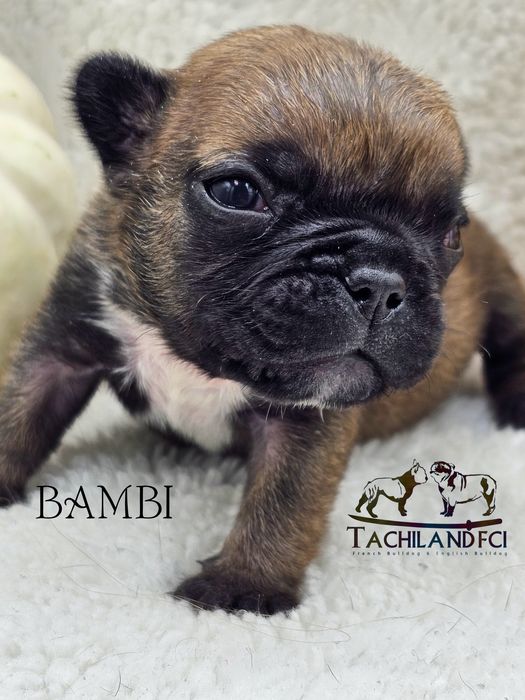 Bambi  buldog Francuski FCI