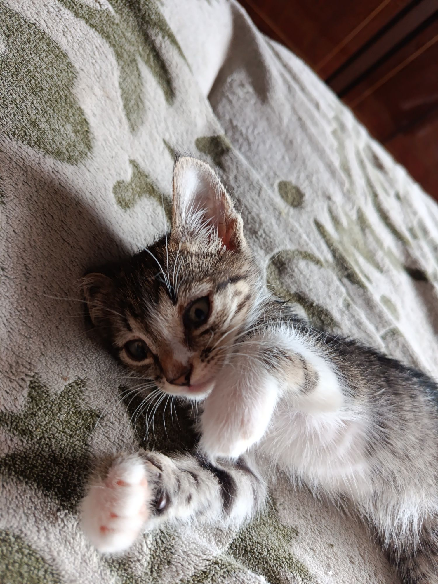 Віддаю котиків, зупинка Ювілейна