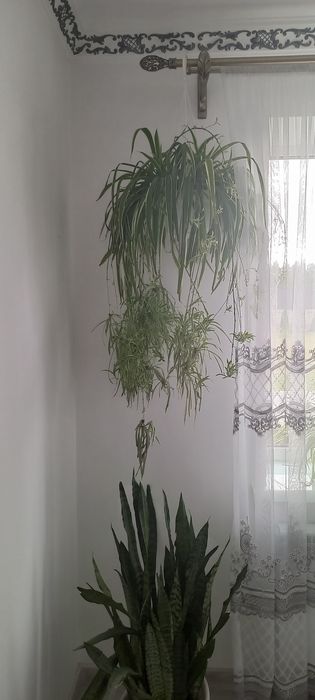 Продам вазонок хлорофітум