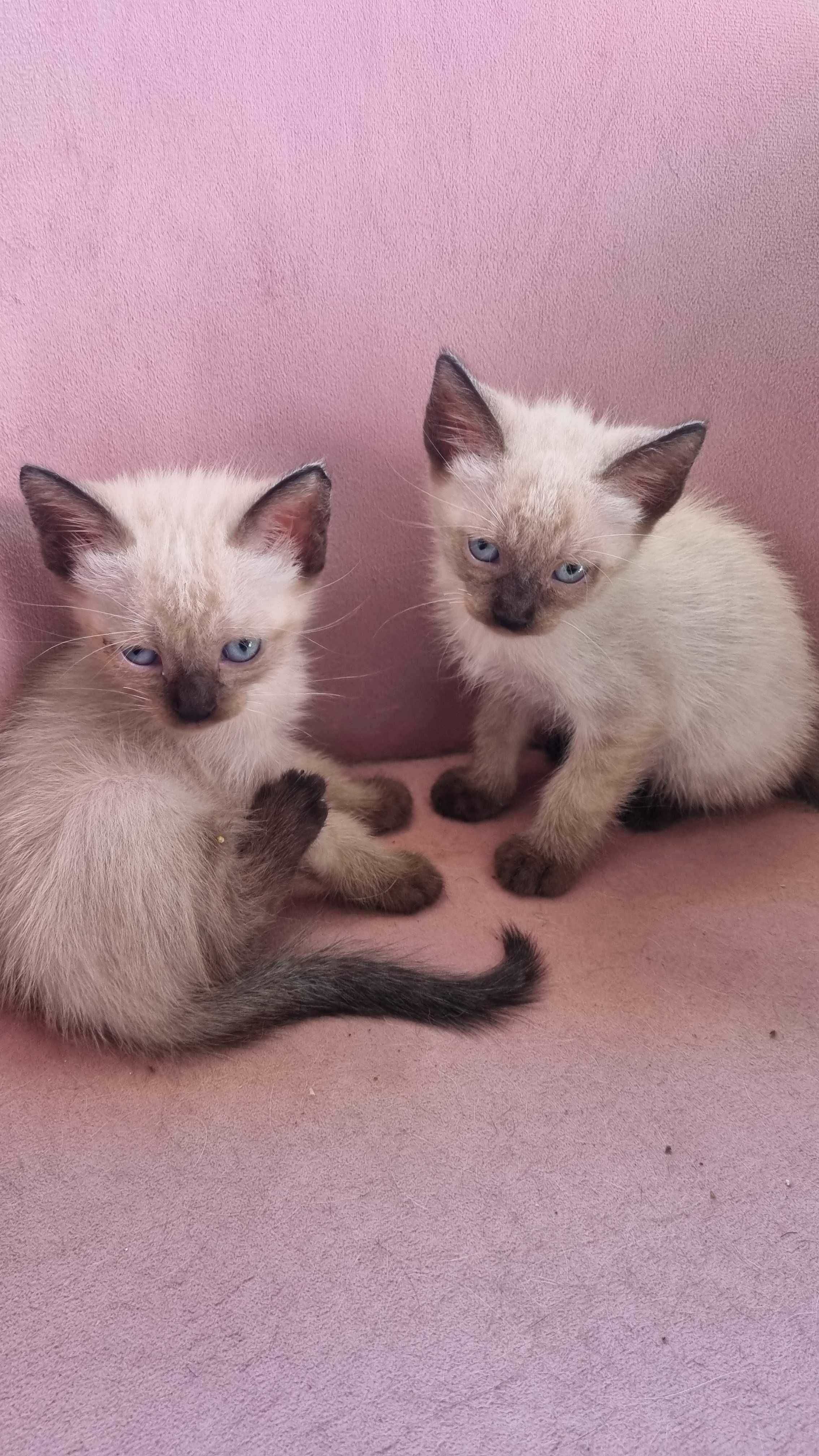 Dou Gatinhos Siameses muito meiguinhos