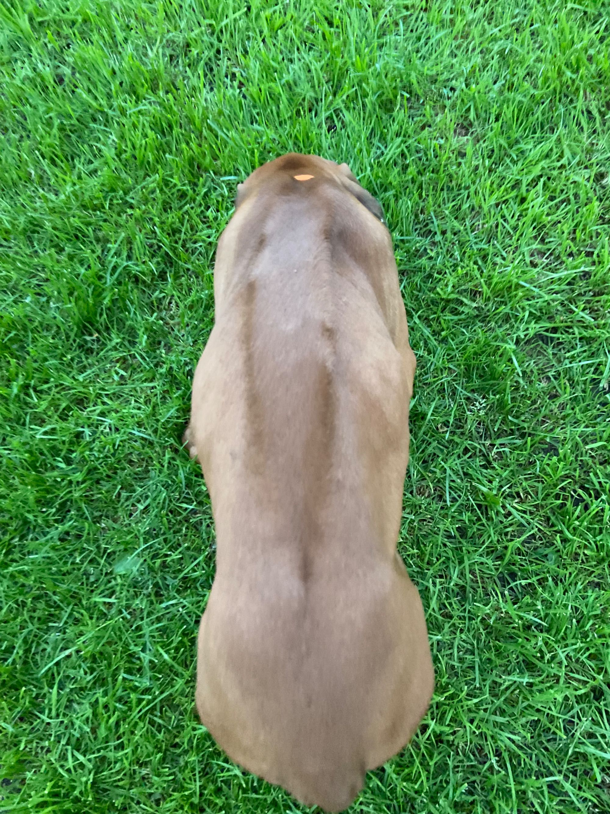 Rhodesian ridgeback
