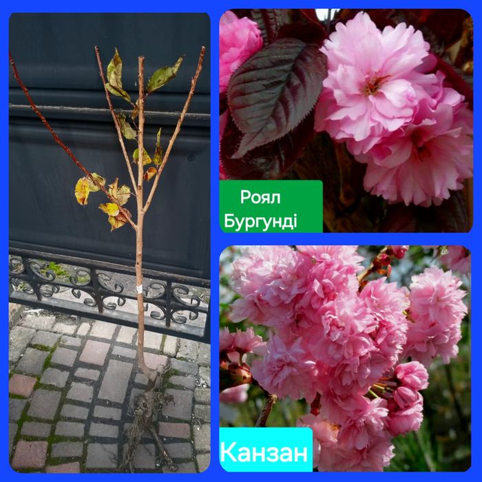 Сакури трирічні( рододендрони, бузки)