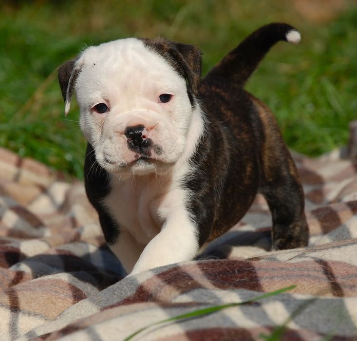 Bulldog kontynentalny continental bulldog sunia przepiękna