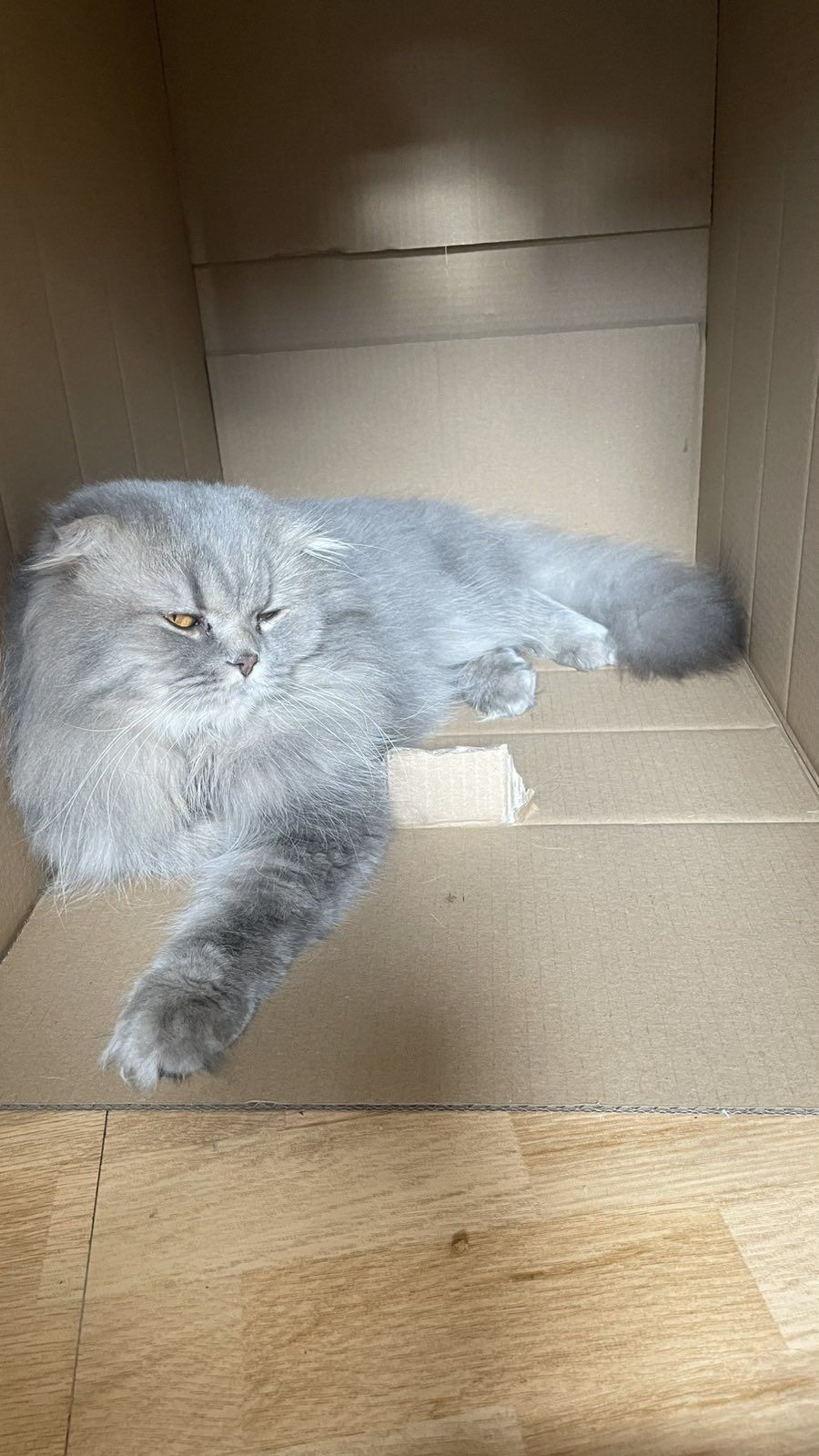 Вязка кот вислоухий