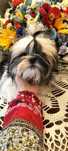 Piesek shih tzu z 3 szczepieniami .