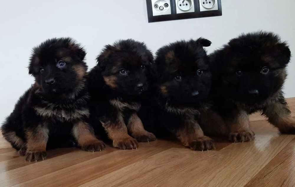 Szczeniak owczarek niemiecki