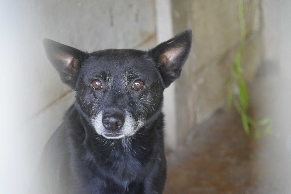 Kruk - staruszek szuka domu