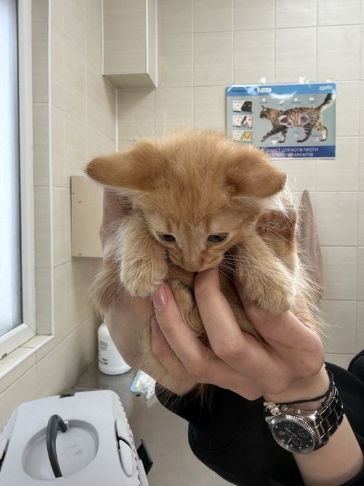 Кошеня в люблячу родину), залишився один малюк