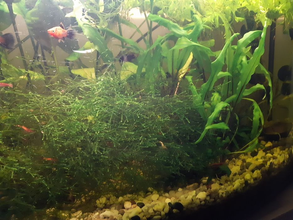 Mech do akwarium PORCja 0,5L