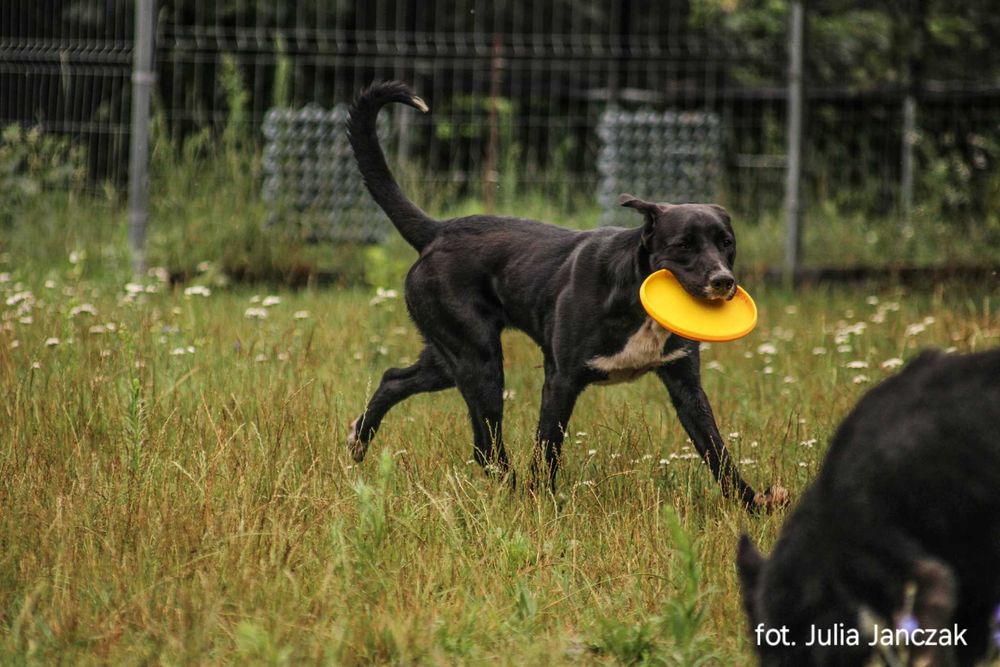 Synuś 2 letni psiak szuka domu !