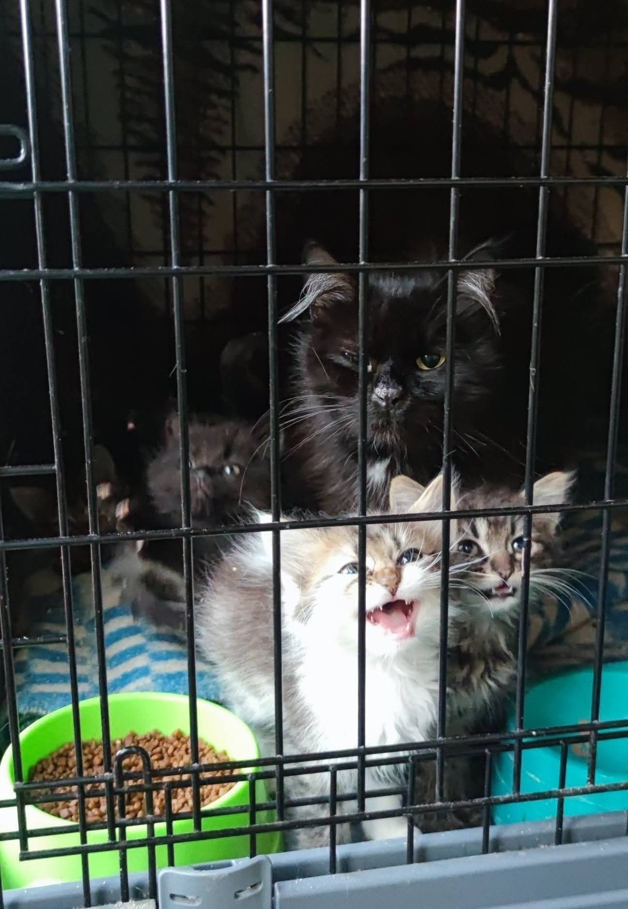 Котята из приюта ,ищем семью!