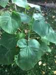 Sadzonka paulowni