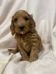 Sprzedam cockapoo