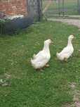 Sprzedam Kaczora pekin