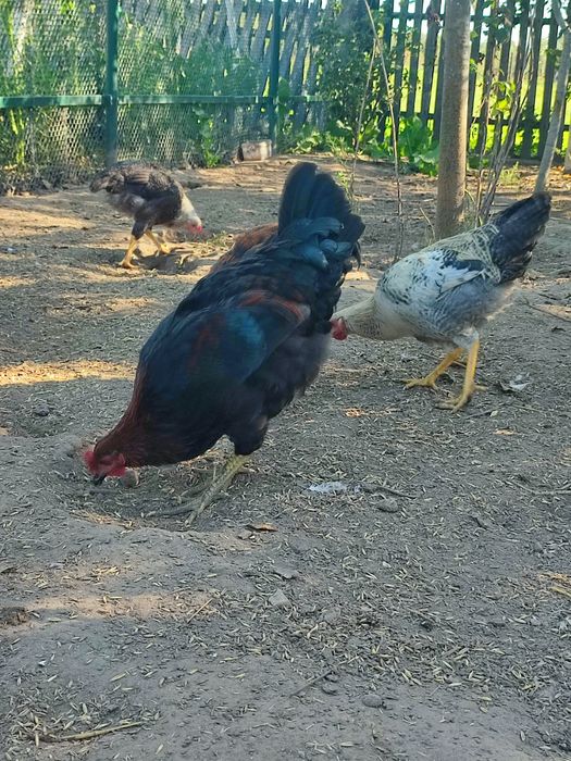 Продам молодих півнів