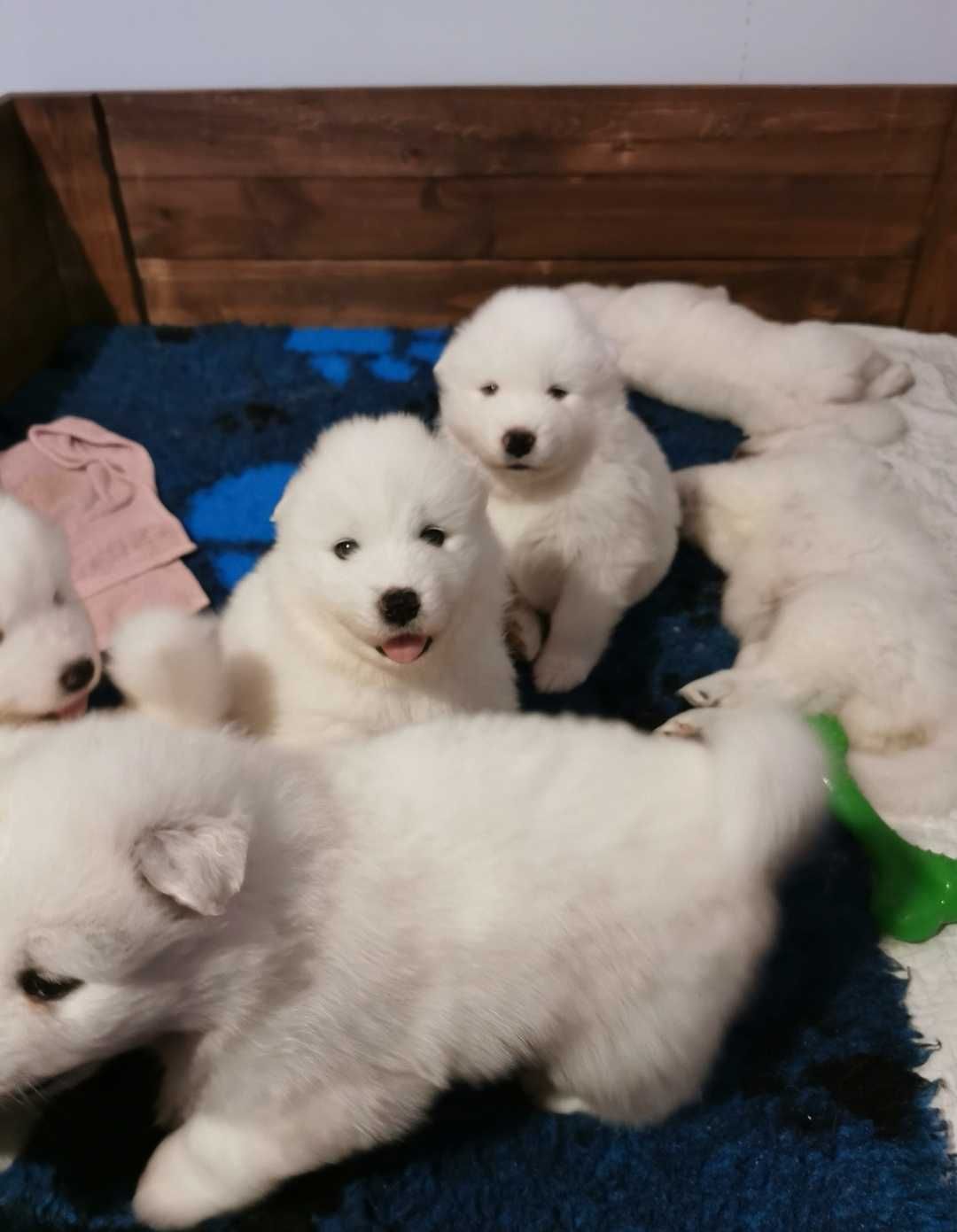 Szczenię samoyed śliczny chłopiec samiec samoyed rasowy