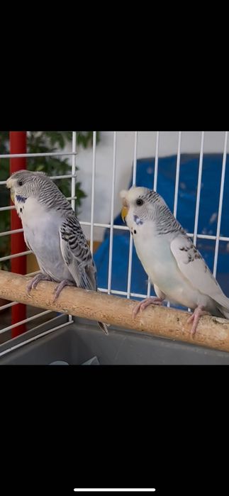 Casal de periquitos hangoromos
