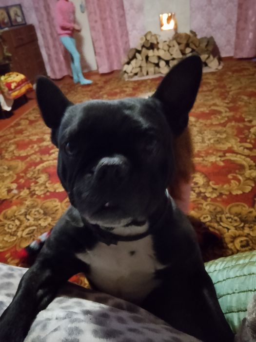 Віддам француза дівчинку