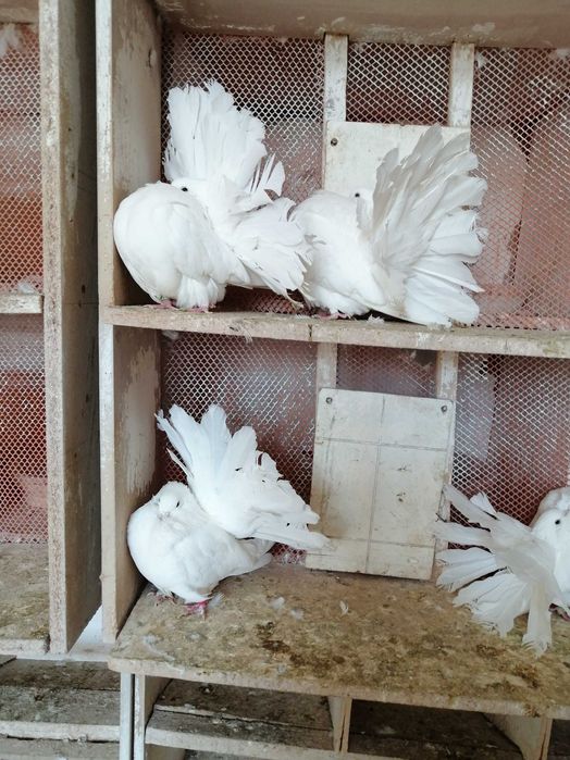 Sprzedam pawiki żółto płowe białe srebrno płowe