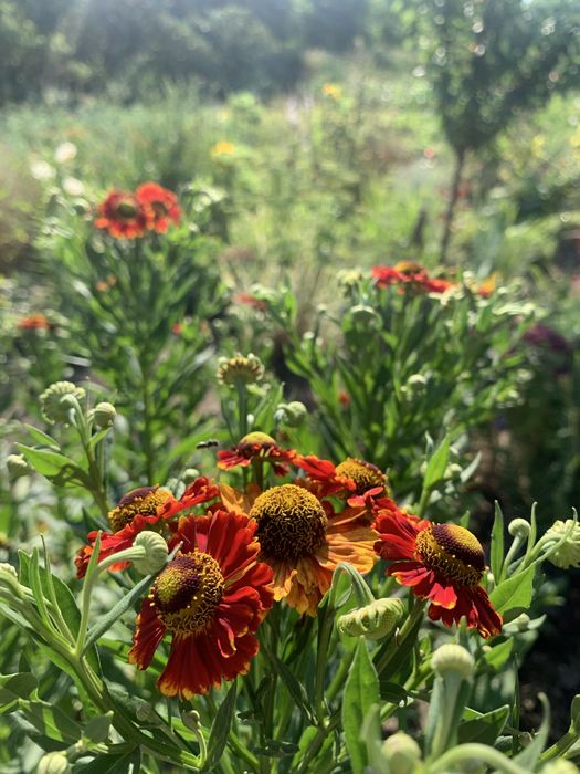 Багаторічні рослини для природнього саду