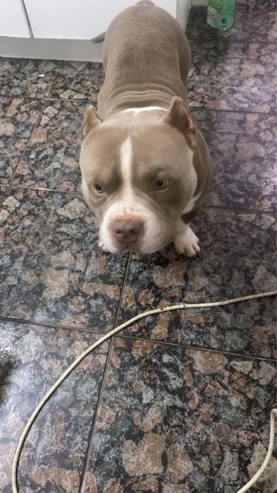 American bully pocket para cruzamento