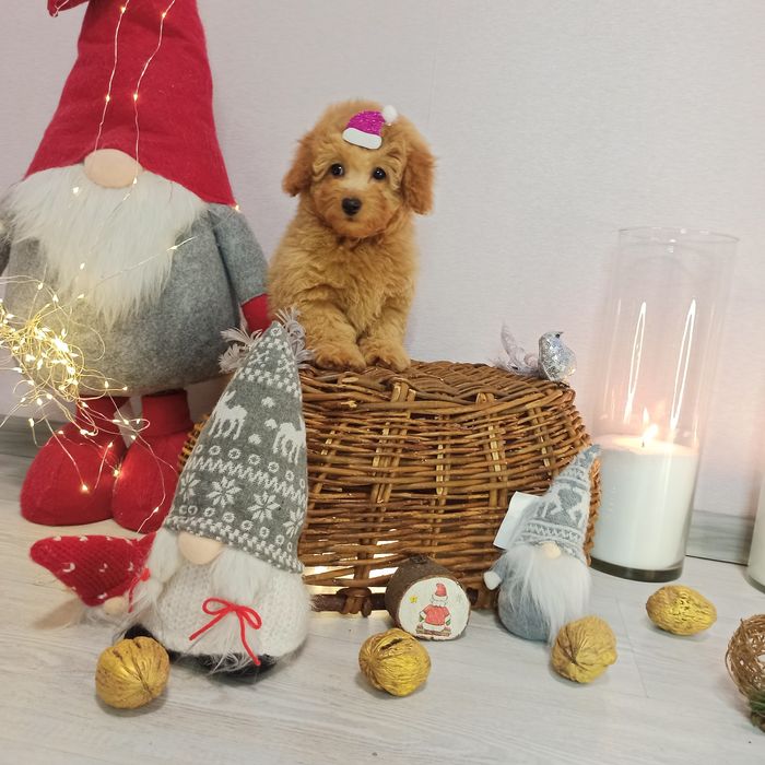 Той Пудель Дівчинка