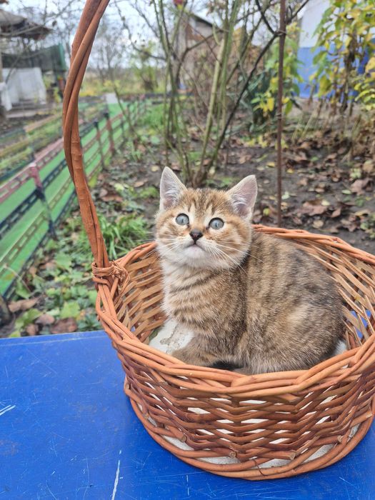 Ласкаве кошеня в добрі руки