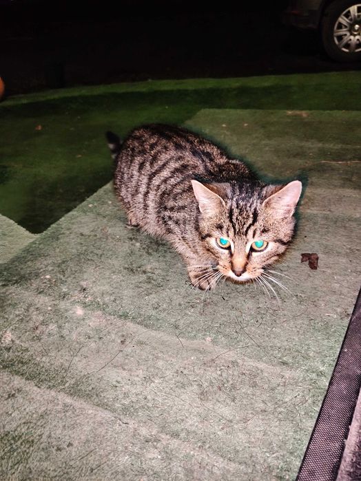 Kotka i kocur do oddaną za DARMO