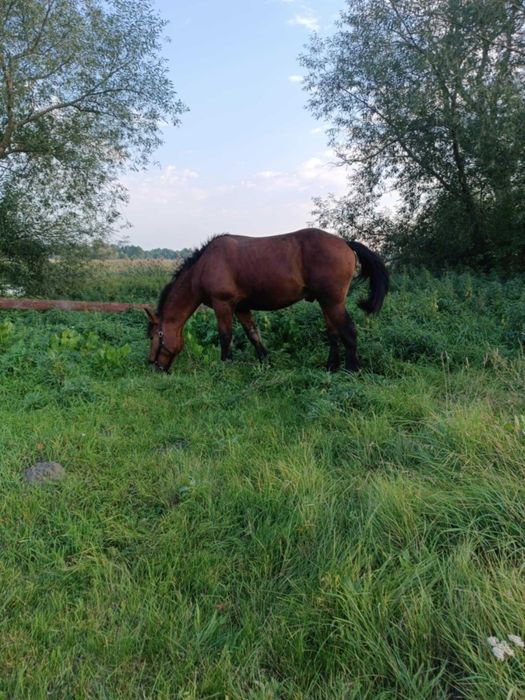 2.5 roczny  ogier zimnokrwisty