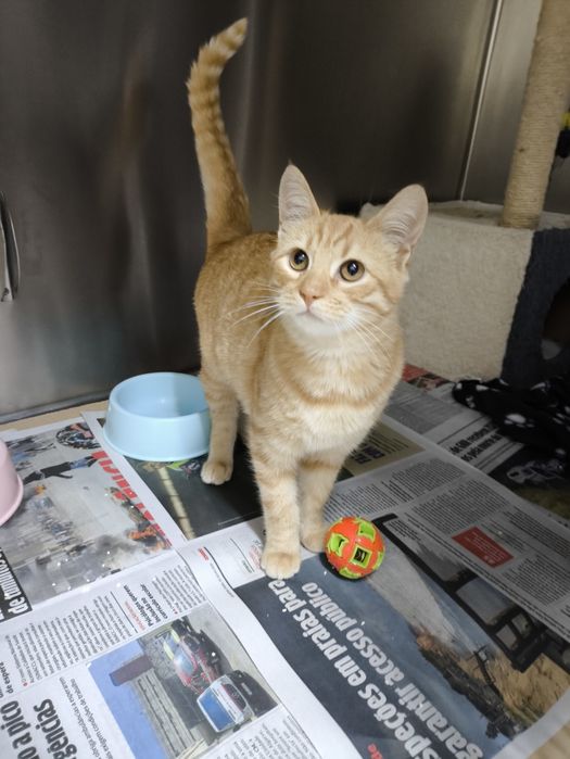 Bebé laranja para adopção