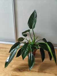 Philodendron imperial green