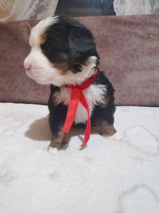 Berneński Pies Pasterski