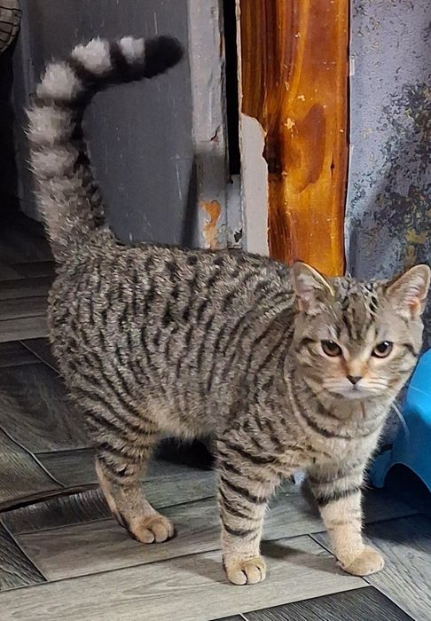 Прямоушки 2 девчульки