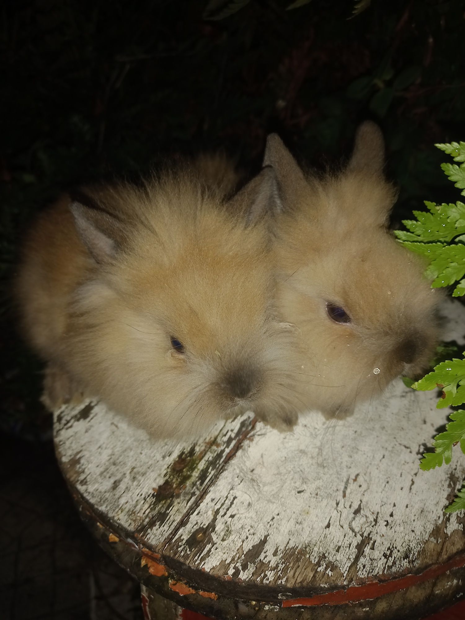 Vendo coelhinhos  anões  Netherland lidos de morrer