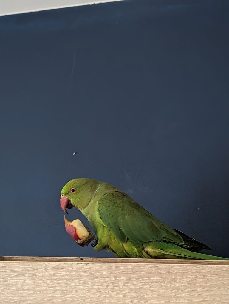 Papuga Aleksandretta Obrożna