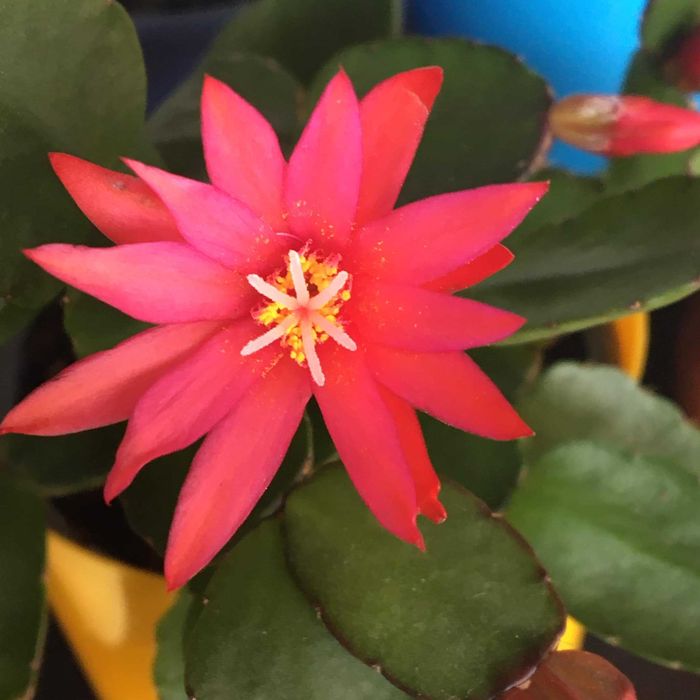 Kaktus wielkanocny Rhipsalidopsis wielkanocnik 3 kolory