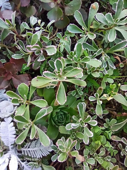 Очиток ( седум) ложный триколор и Ред дракон.