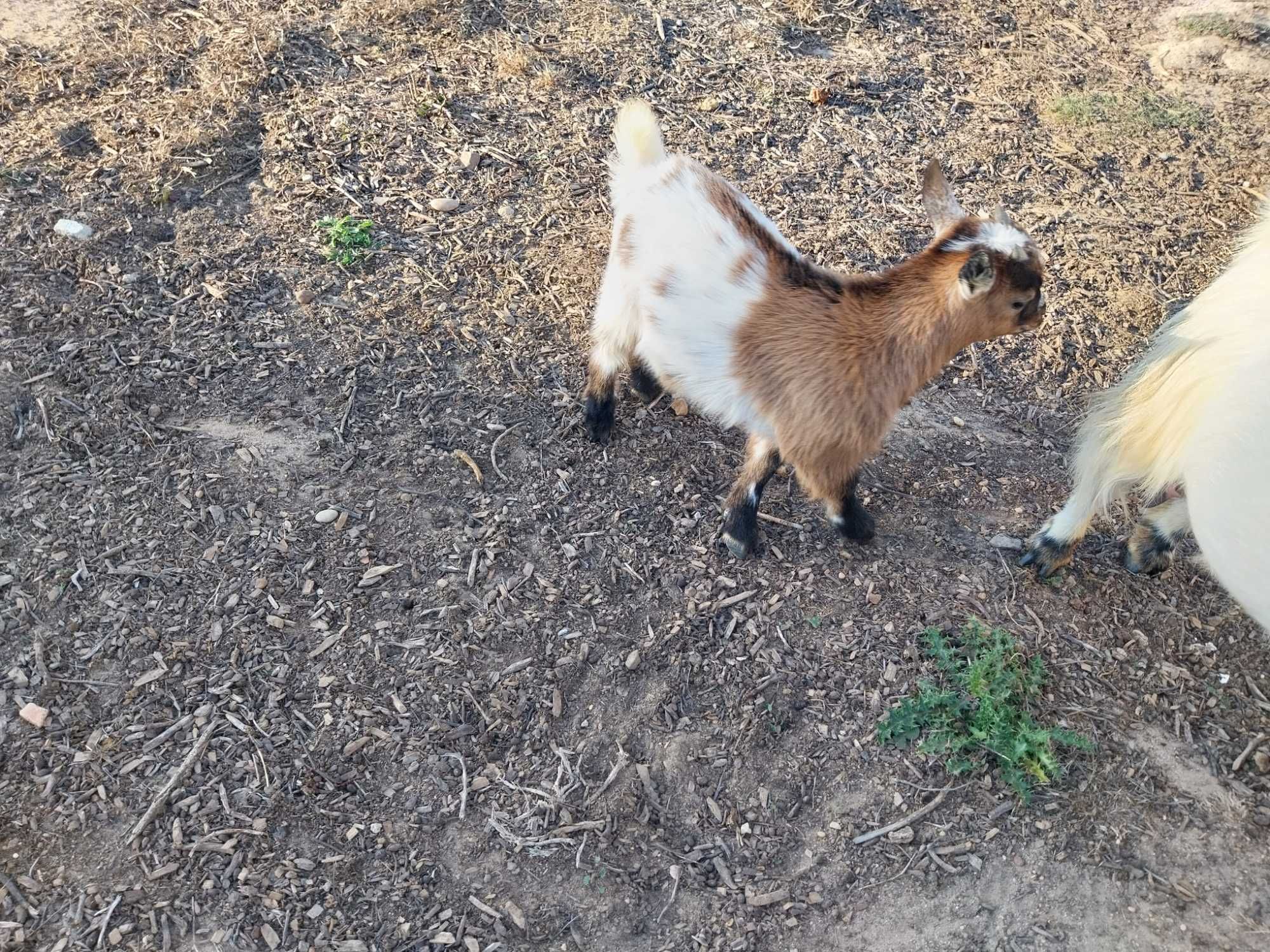 cabras anãs felizes