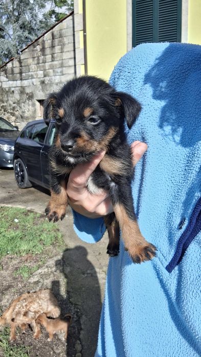 Dá-se cafezinhos bebés