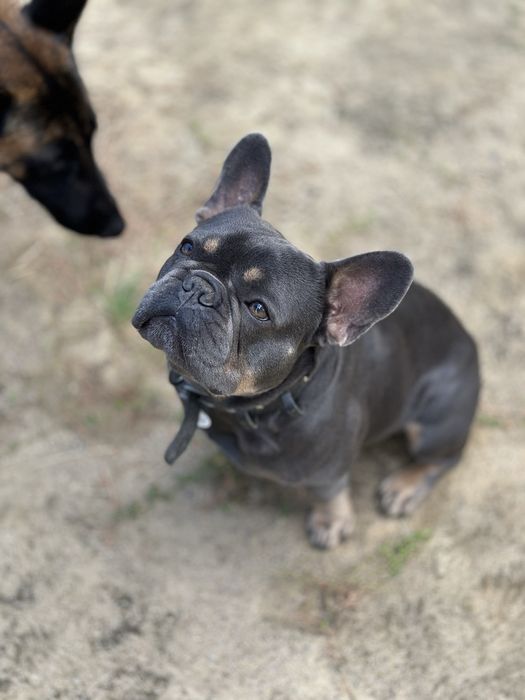 Французький бульдог вязка