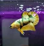 Bojownik HMPK Hellboy yellow (yellow betta)