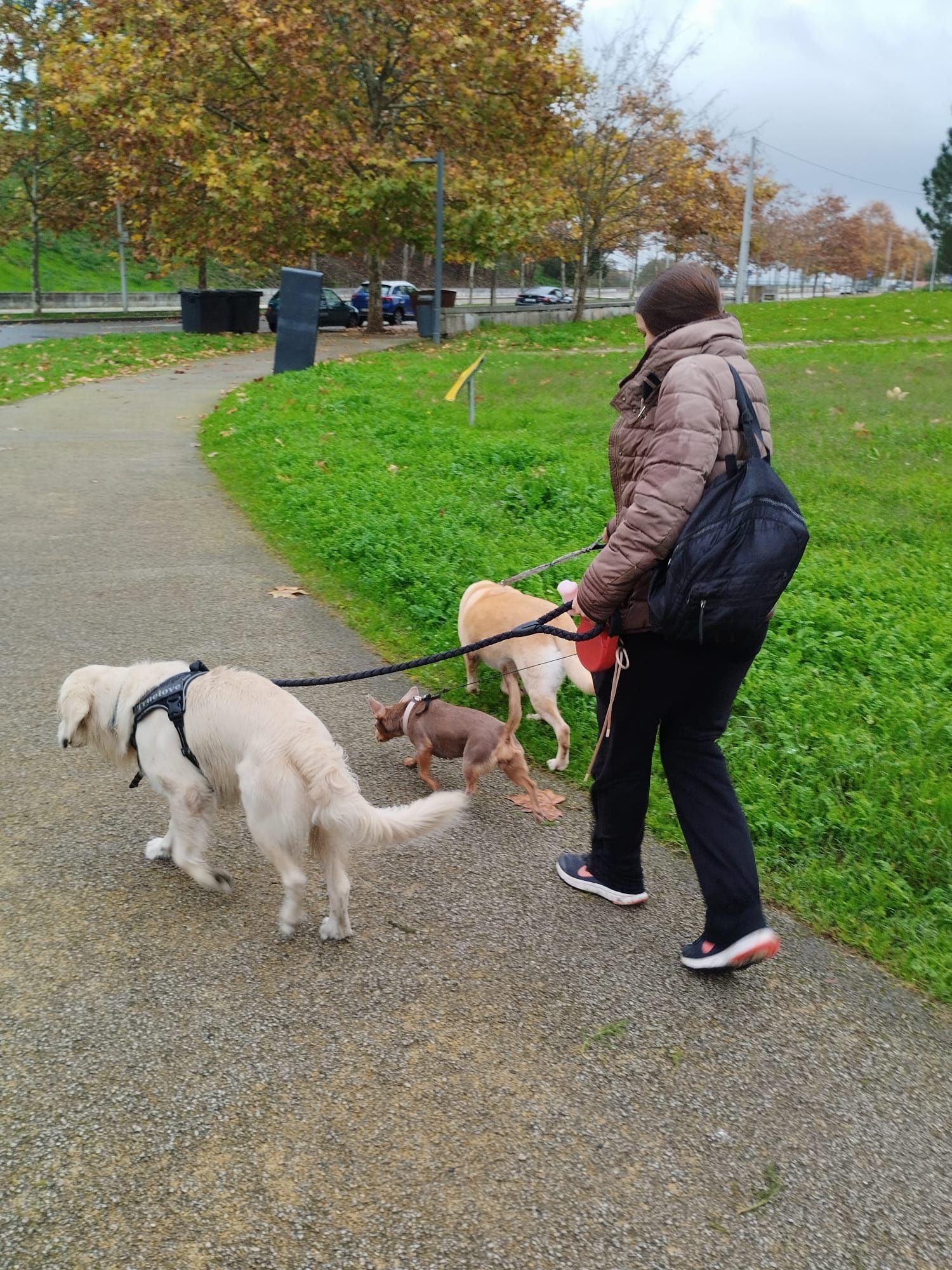 Dog walker and cat sitter