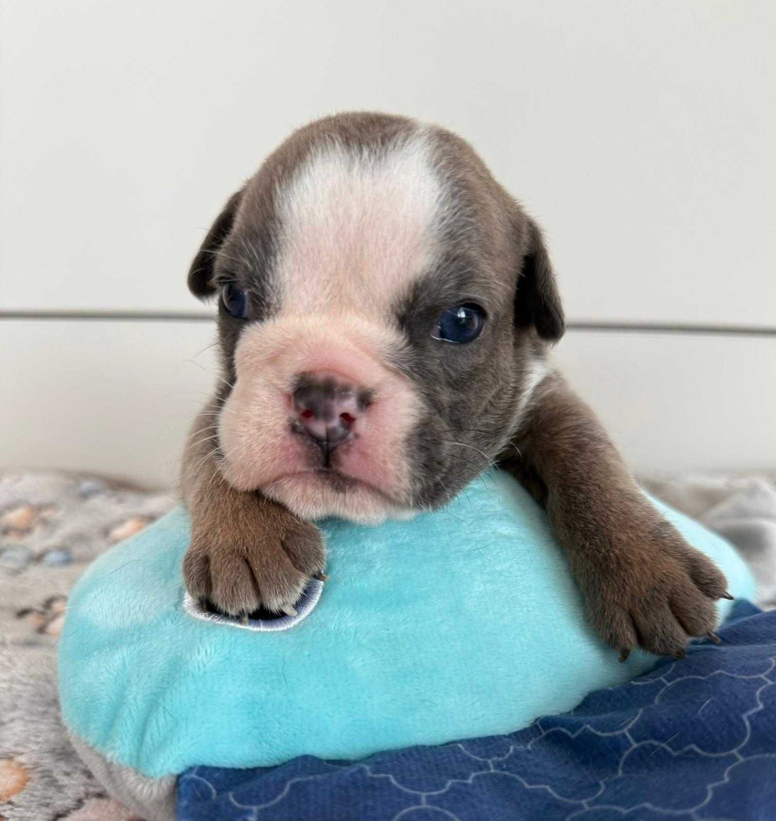 Buldog angielski sunia